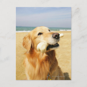 Golden Retriever fressen Knochen Postkarte