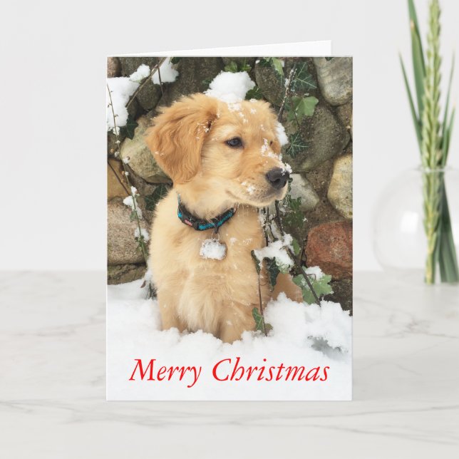 Golden Retriever, Frohe Weihnachten (Vorderseite)