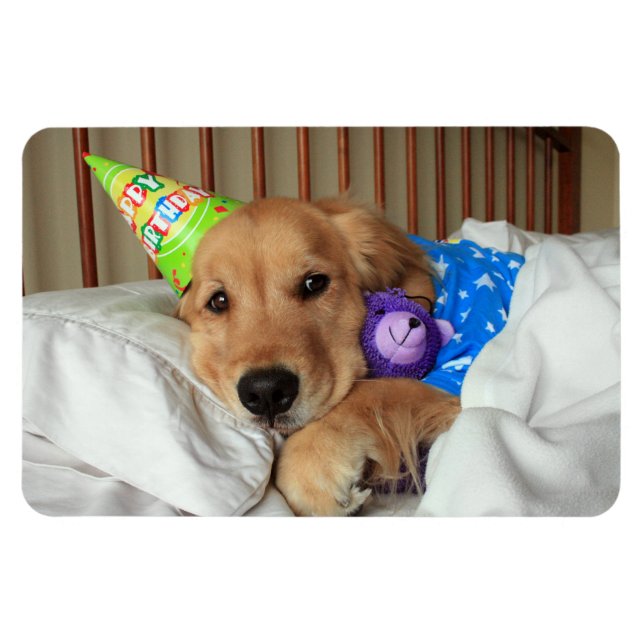 Golden Retriever Geburtstag Magnet (Horizontal)