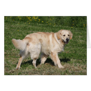 Golden retriever-Gehen