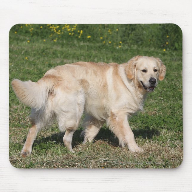 Golden retriever-Gehen Mousepad (Vorne)
