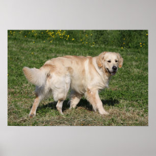 Golden retriever-Gehen Poster
