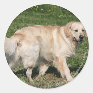 Golden retriever-Gehen Runder Aufkleber