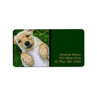 Golden Retriever Gelbe Labrador Welppy Address Lab Adressaufkleber