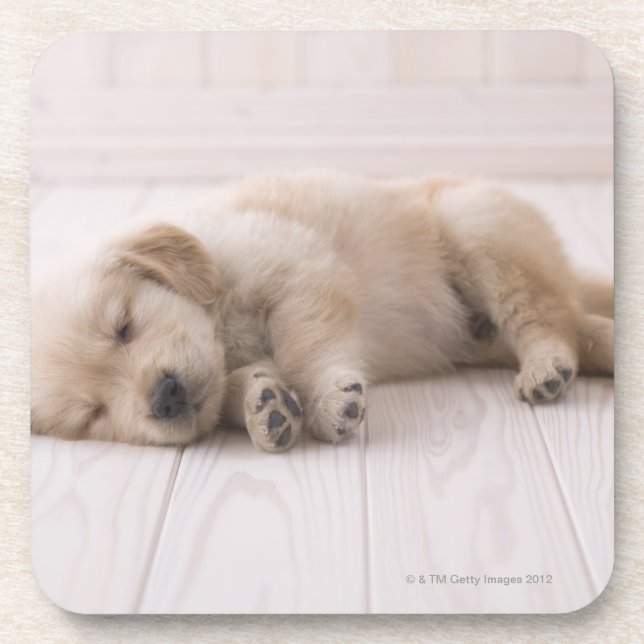 Golden retriever getränkeuntersetzer (Vorderseite)
