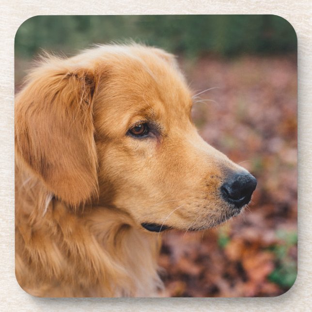 Golden Retriever Getränkeuntersetzer (Vorderseite)