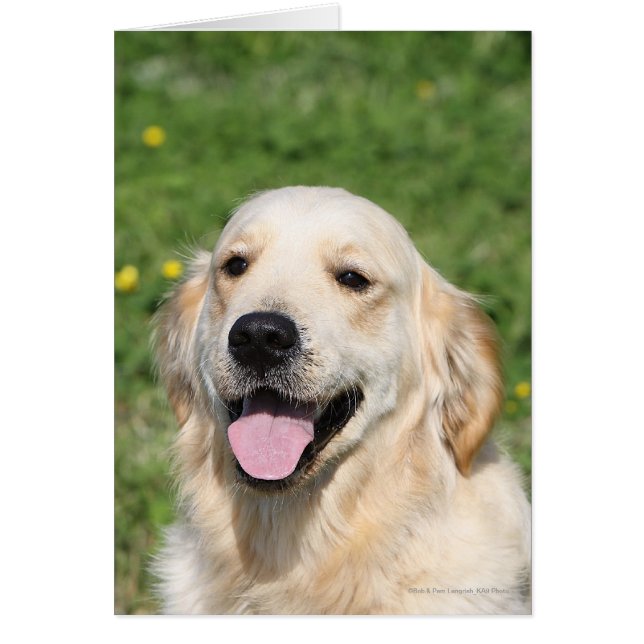 Golden Retriever Headshot 1 (Vorne)