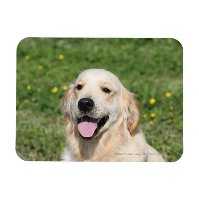 Golden Retriever Headshot 1 Magnet (Horizontal)