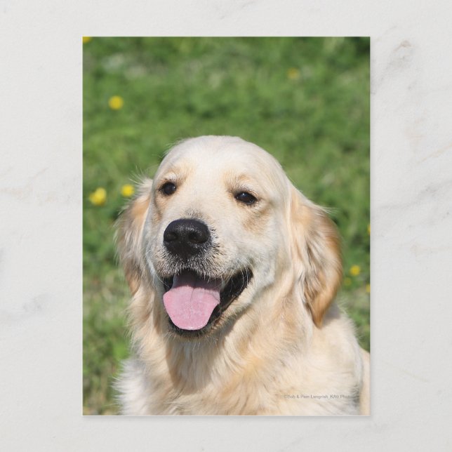 Golden Retriever Headshot 1 Postkarte (Vorderseite)