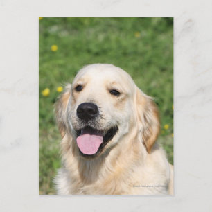 Golden Retriever Headshot 1 Postkarte