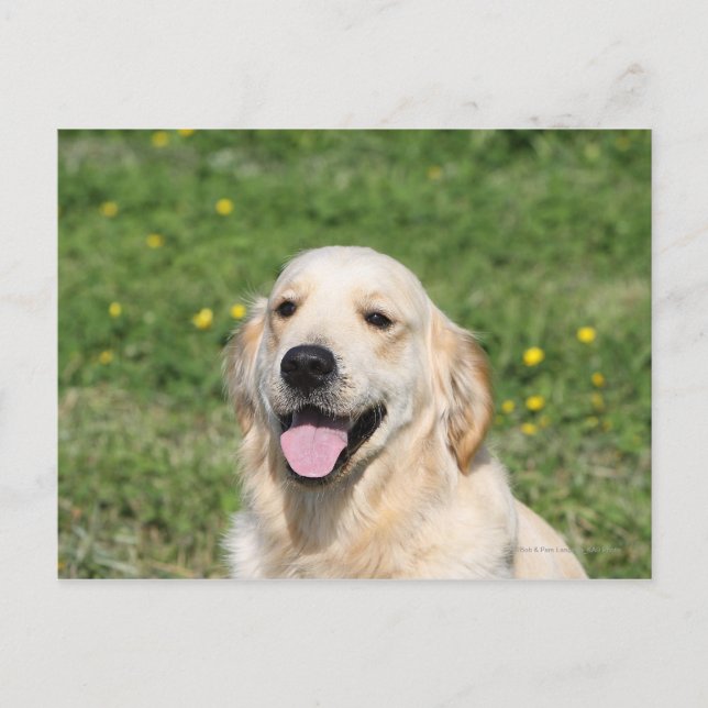 Golden Retriever Headshot 1 Postkarte (Vorderseite)