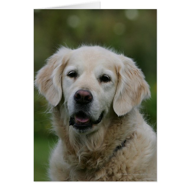 Golden Retriever Headshot 2 (Vorne)