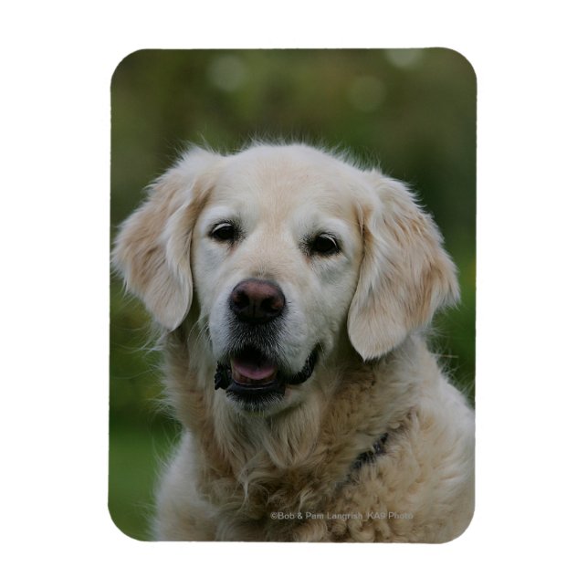 Golden Retriever Headshot 2 Magnet (Vertikal)