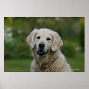 Golden Retriever Headshot 2 Poster