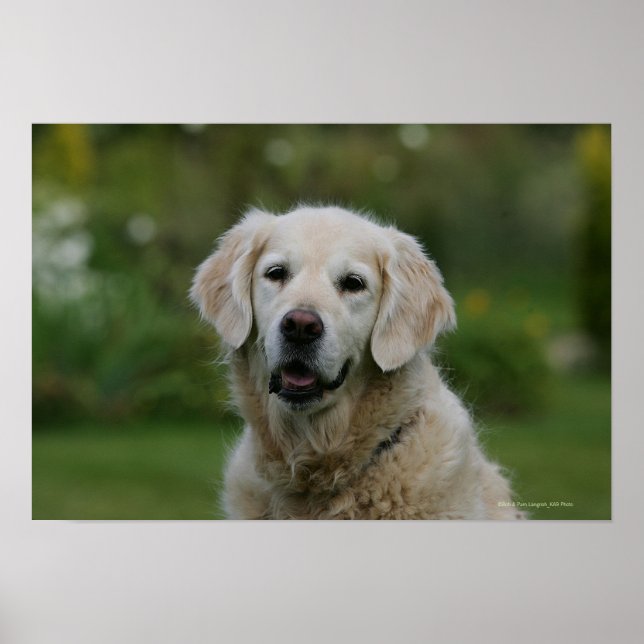 Golden Retriever Headshot 2 Poster (Vorne)