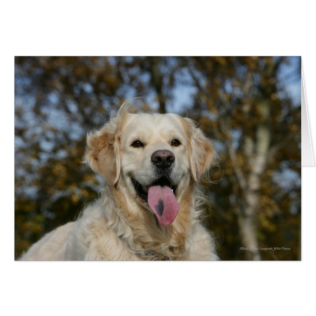 Golden Retriever Headshot 3 (Vorderseite (Horizontal))