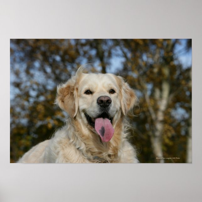 Golden Retriever Headshot 3 Poster (Vorne)