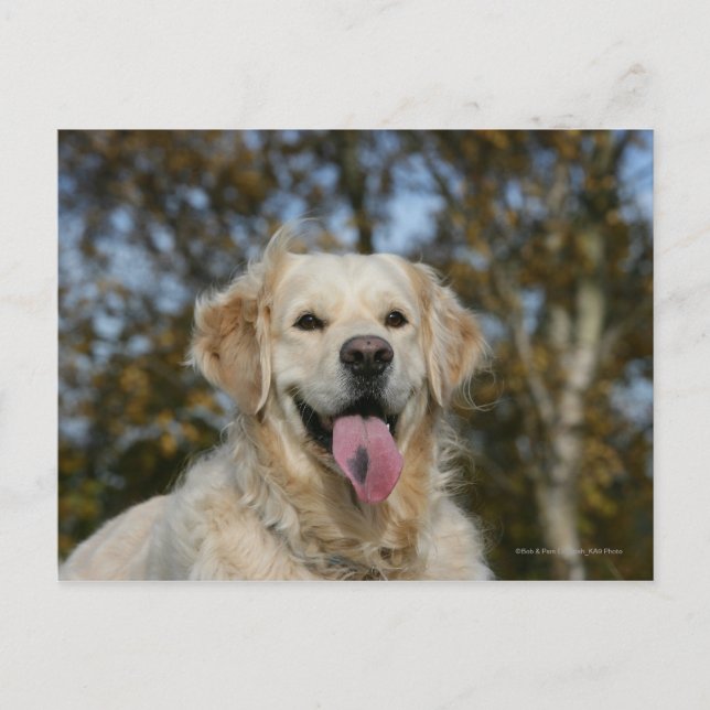 Golden Retriever Headshot 3 Postkarte (Vorderseite)
