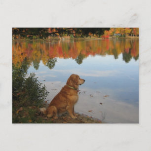 Golden Retriever Herbst am See Postkarte