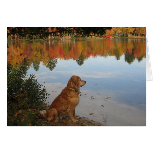 Golden retriever-Herbst in dem See (Vorderseite (Horizontal))