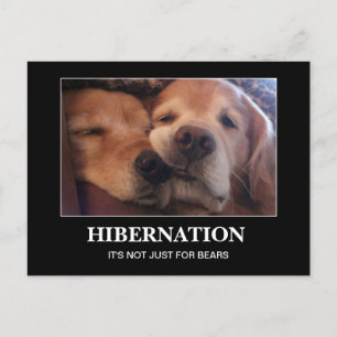 Golden Retriever Hibernation Bleibe Warm Postkarte