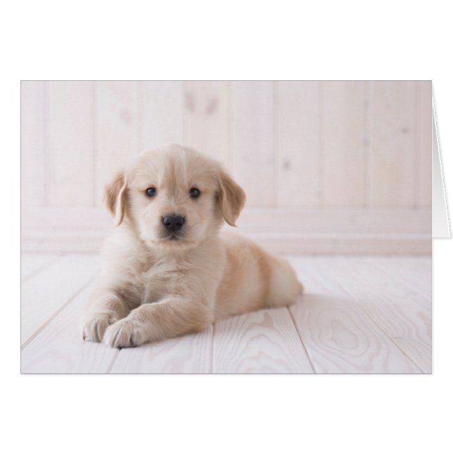 Golden Retriever hinunter (Vorderseite (Horizontal))