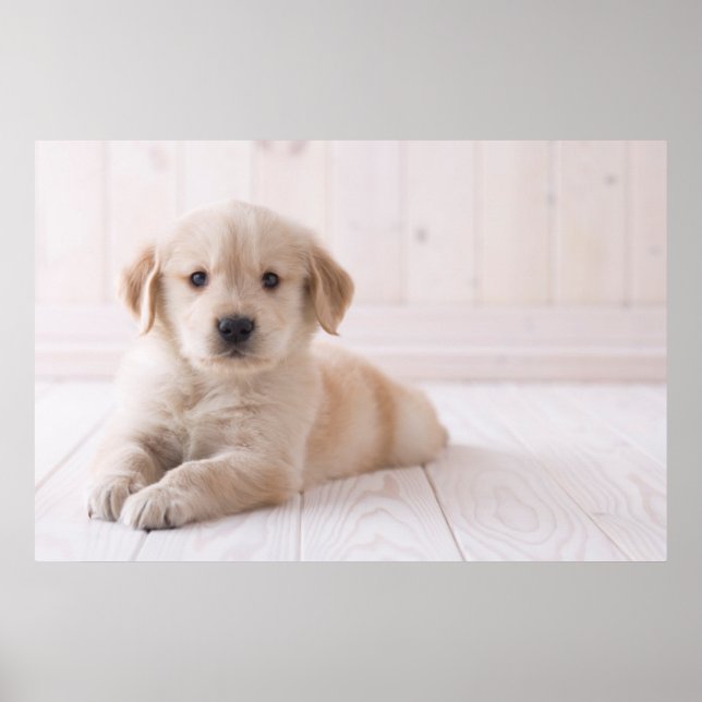 Golden Retriever hinunter Poster (Vorne)
