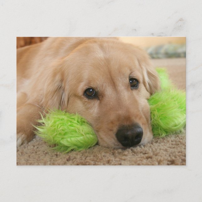 Golden Retriever hörte, dass du krank warst, werde Postkarte (Vorderseite)