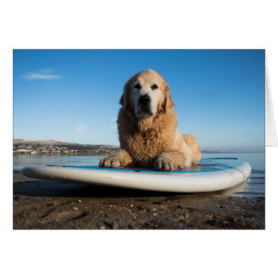 Golden retriever-Hund, der auf ein Paddel-Brett