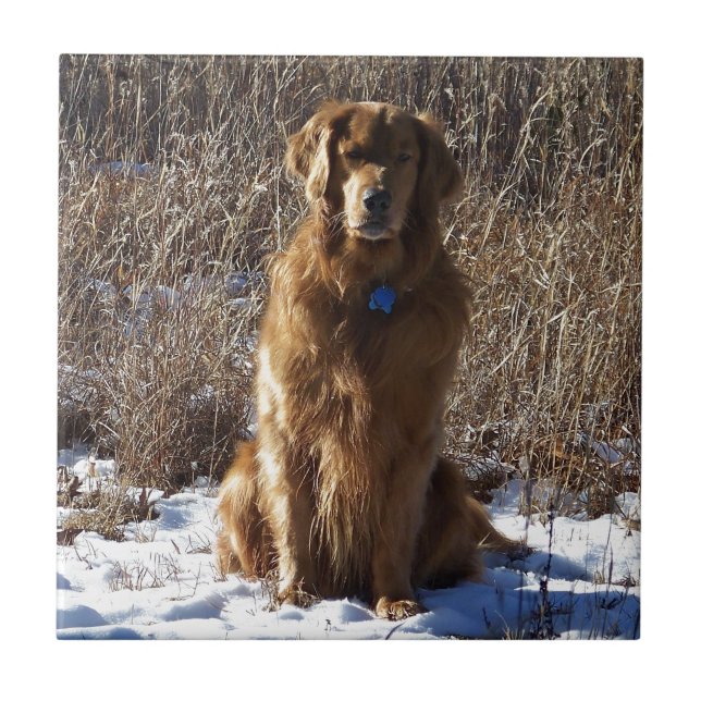 Golden retriever-Hund Fliese (Vorderseite)