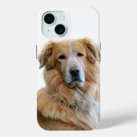 Golden Retriever Hund Foto