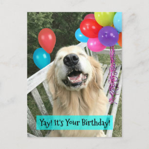 Golden Retriever Hund mit Balloons Geburtstag Postkarte