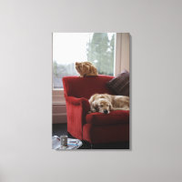 Golden Retriever Hund mit Ingwerkatze