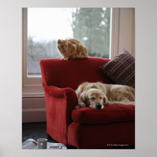 Golden Retriever Hund mit Ingwerkatze Poster