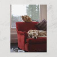 Golden Retriever Hund mit Ingwerkatze