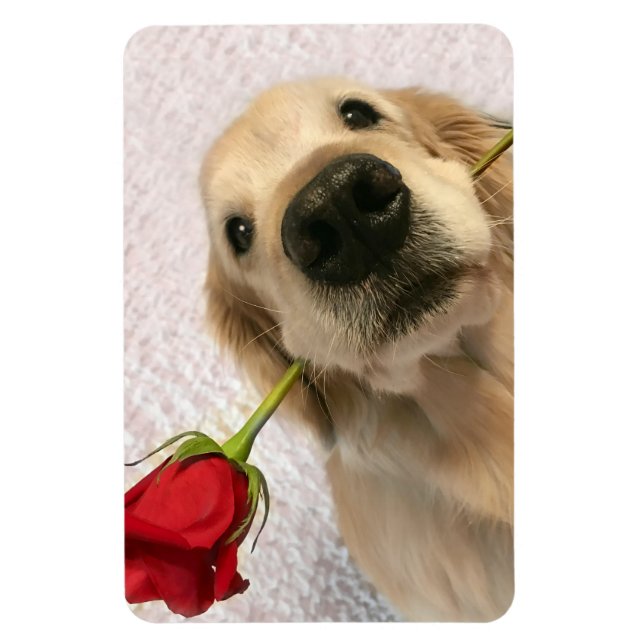 Golden Retriever Hund mit Rote Rose Magnet (Vertikal)