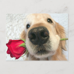 Golden Retriever Hund mit Rote Rose Valentinstag Feiertagspostkarte
