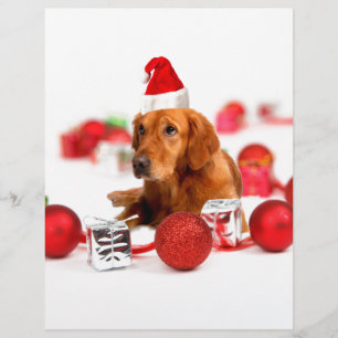 Golden Retriever Hund mit roter Santa Mütze Weihna