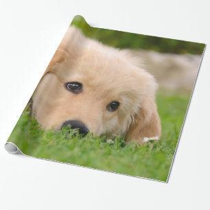 Golden Retriever Hund Niedlich Puppy Dreaming Port Geschenkpapier