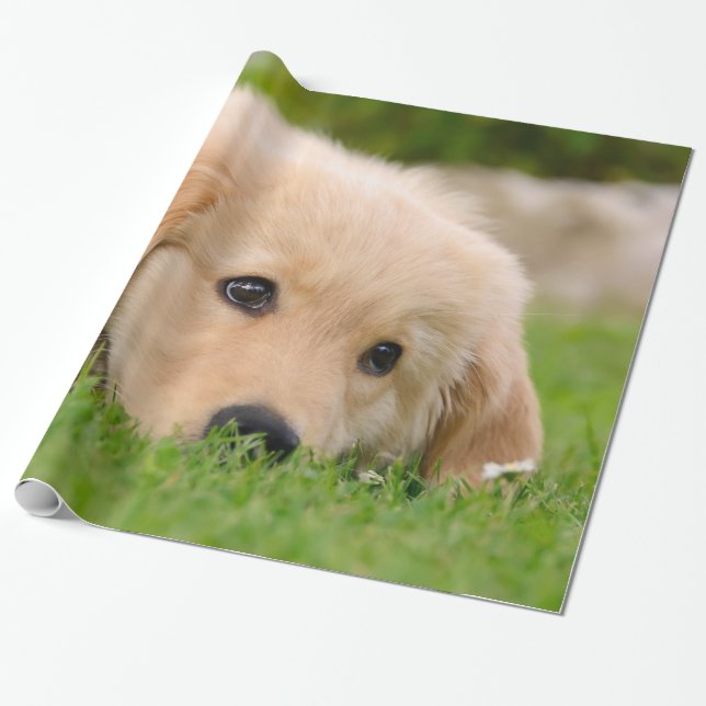 Golden Retriever Hund Niedlich Puppy Dreaming Port Geschenkpapier (Ungerollt)