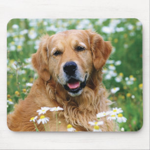 Golden retriever-Hündchen Mousepad