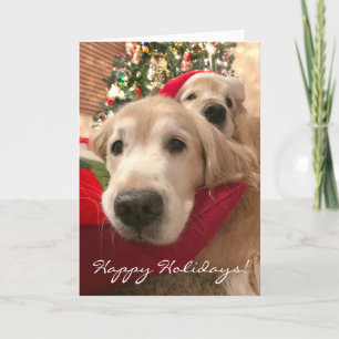 Golden Retriever Hunde Weihnachten