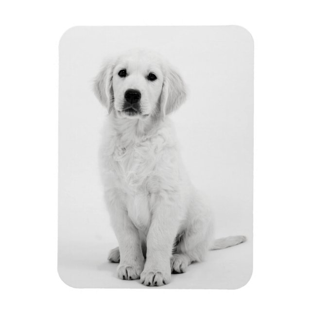 Golden Retriever i Magnet (Vertikal)