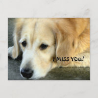 Golden Retriever/I Miss You