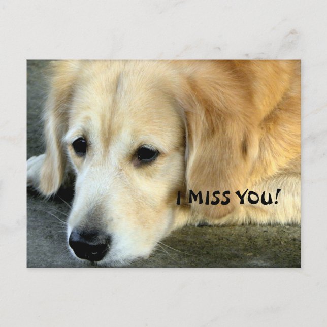 Golden Retriever/I Miss You Postkarte (Vorderseite)