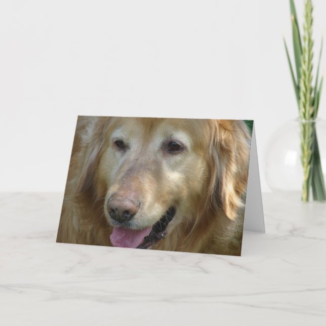 Golden Retriever im Alter von 10 Jahren Karte (Vorderseite)