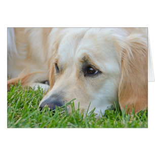 Golden Retriever im Gras