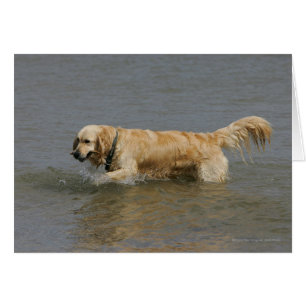 Golden retriever im Wasser