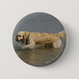 Golden retriever im Wasser Button