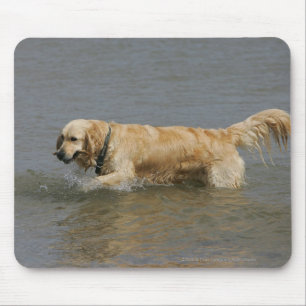 Golden retriever im Wasser Mousepad